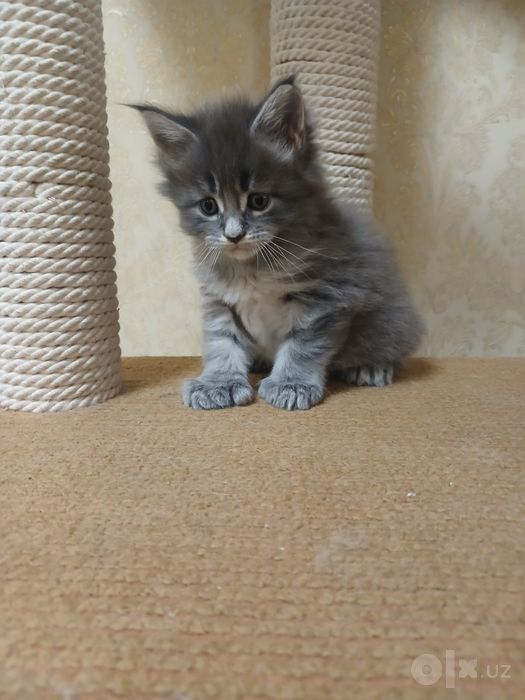Котенок Мейнкун  полидакт
