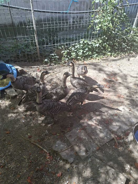 Vand gaste hawaiene (Branta sandvicensis)