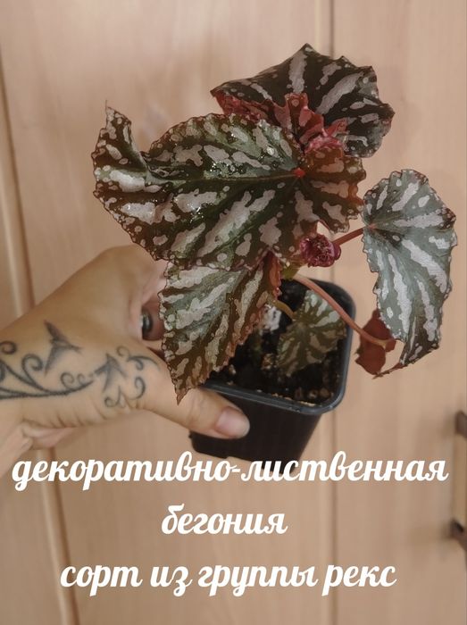 Продам красивые комнатные растения