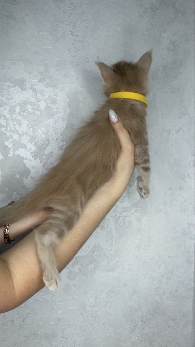 Котята мейн кун продажа