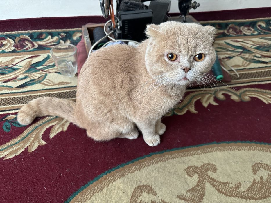 Scottish fold o'g'il bola