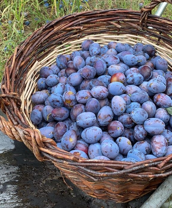 Prune centenar de vanzare în județul Giurgiu  nr de contact 0765373663 preț 3 lei