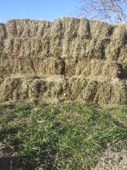 vând baloti de otava