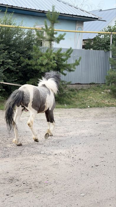 Пони Шотландец жеребец