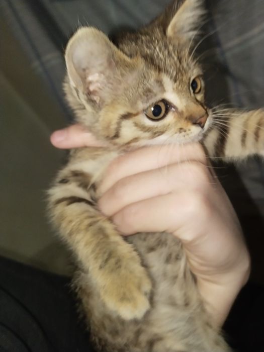 Котенок ищет дом срочно
