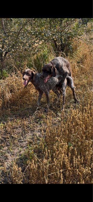 Курцхаар с щенками
