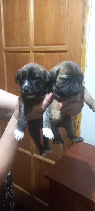 Щенки в хорошие руки