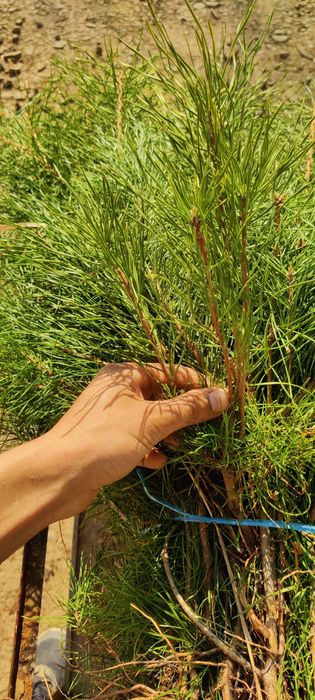 Puieți de pin diferite dimensiuni