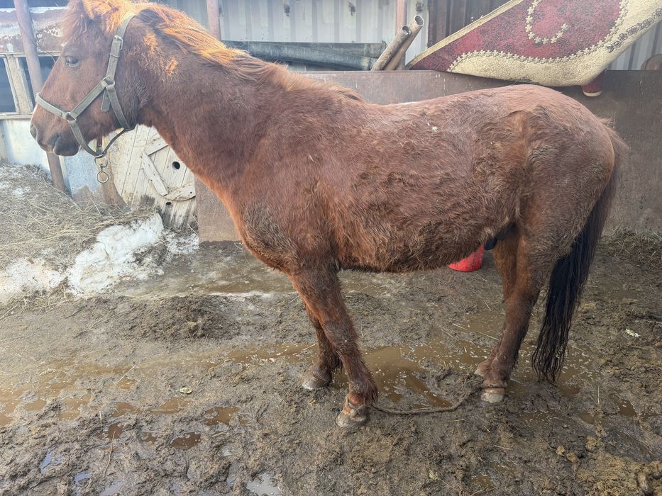 Ат пиштирилген , конь, лошадь