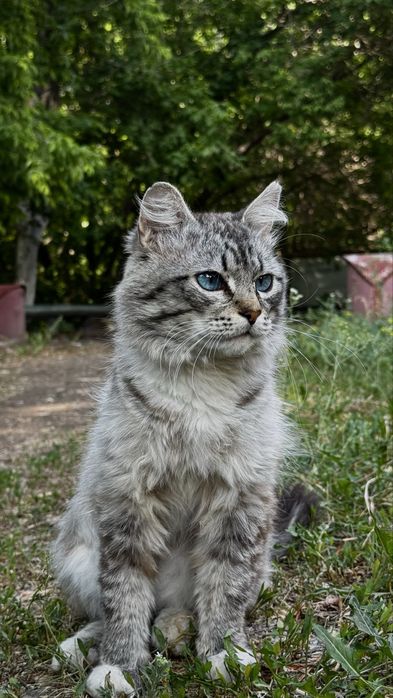 Отдам кота. Мальчик кот ищет дом