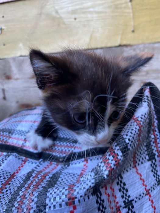 отдам котенка  бесплатно