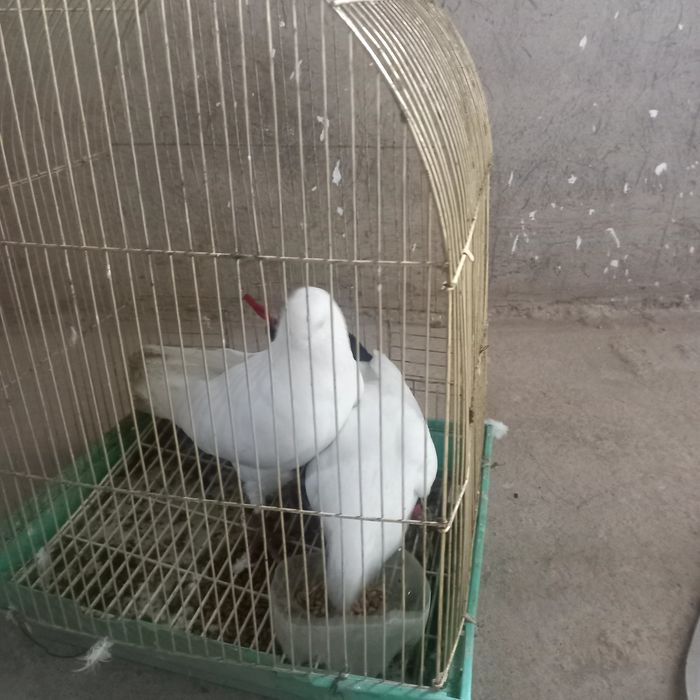 Ақ көгершіндер..