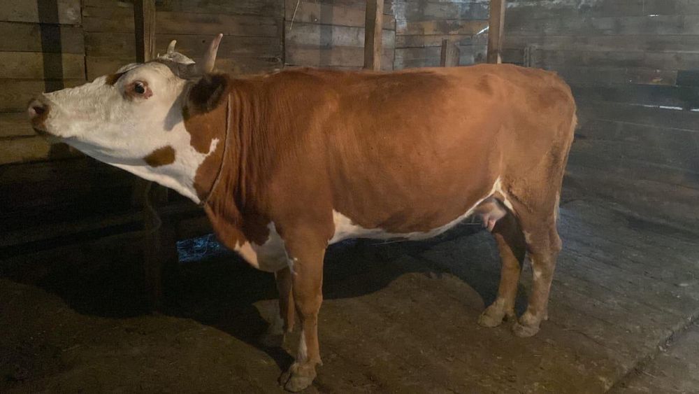 Порно тәуелділікті қалай жеңуге болады