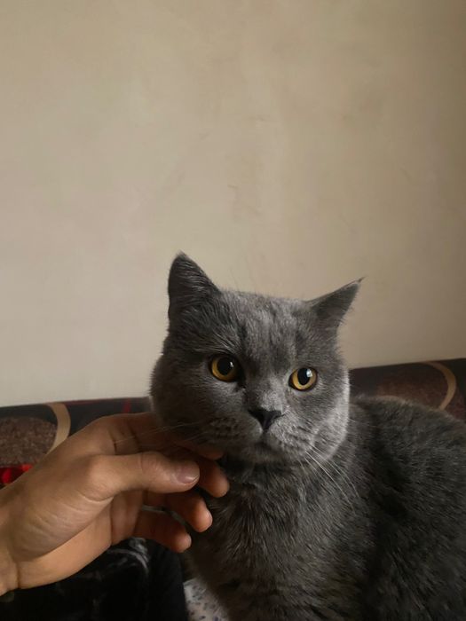 Mushuk skotish strayt