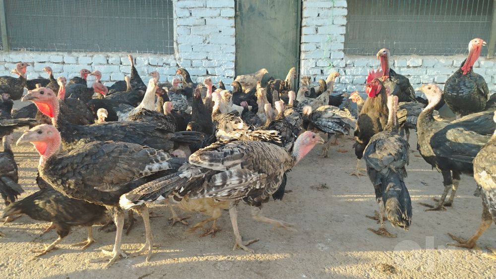 Kurkalar sotiladi