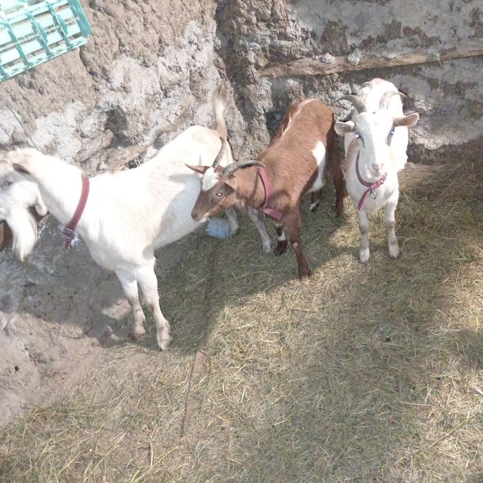 Vând sau schimb 2 iedute de anul trecut și un țap de anul trecut