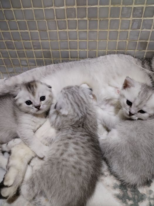 Котята фолд и страйт