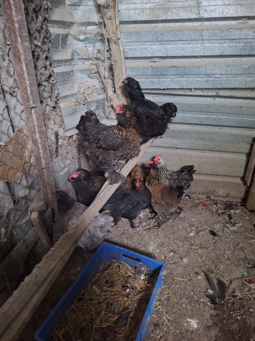 Продам курей домашние