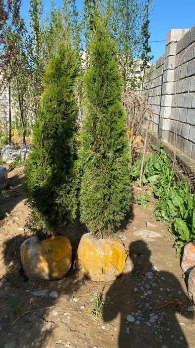 Саженцы, кошеттер Акция