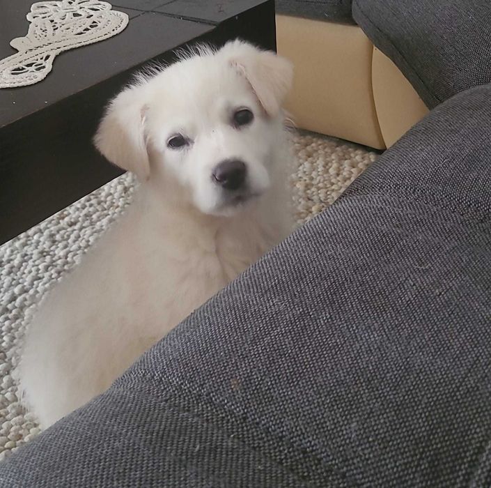 Donez catel talie mare