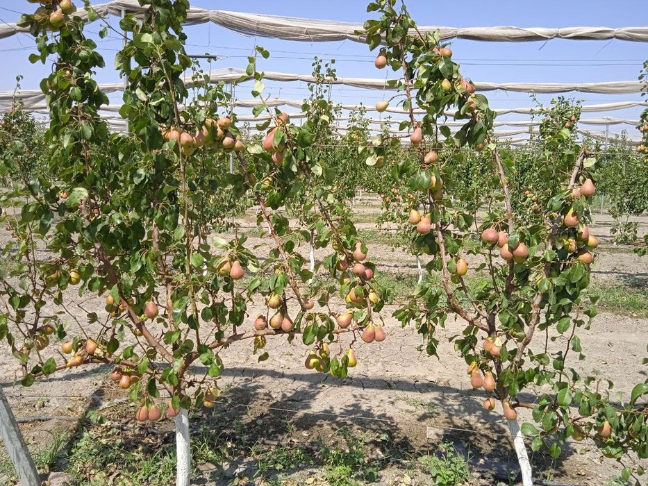 Mevali va manzarali kochatlar yashil makon