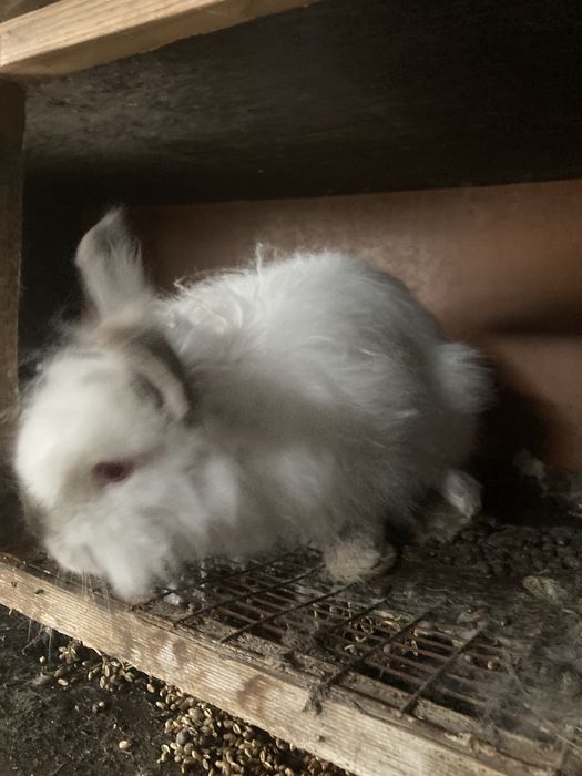 Декоративни зайчета