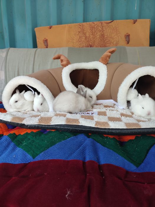 Кролики декоративные