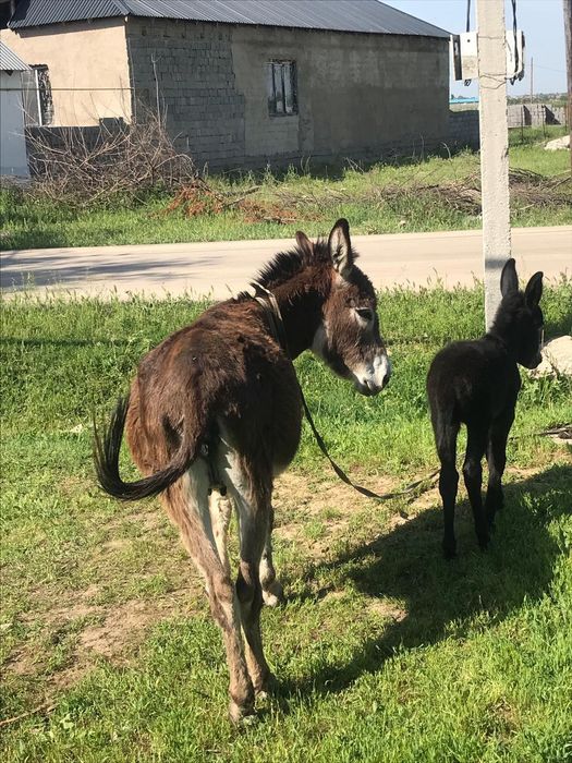 Ешек сатылады или обмен