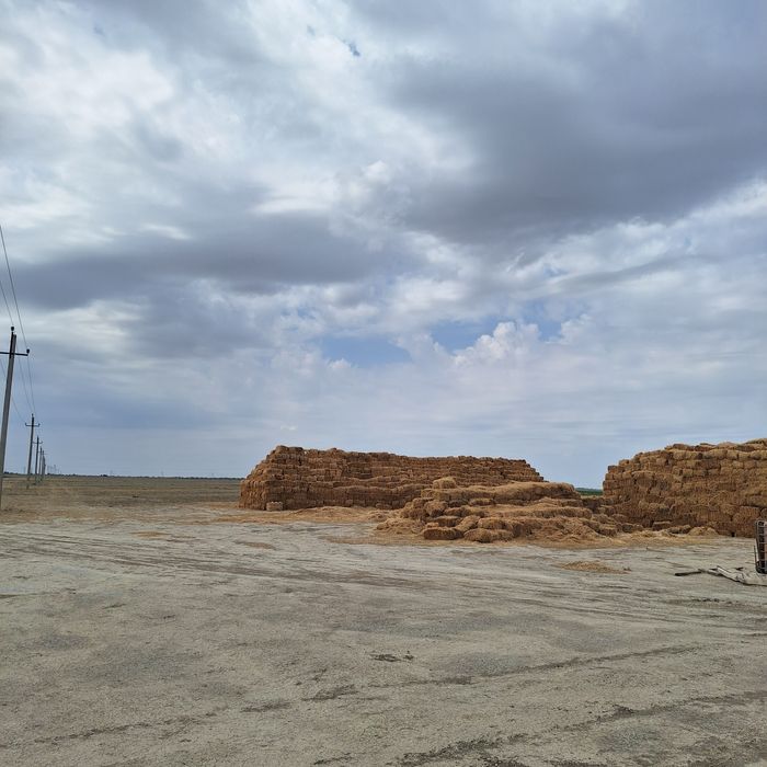 Сено Люцерна Шөп Жоңышқа Атырау