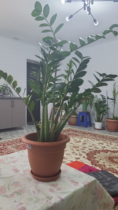 Доллоровое дерево - замиакулькас . ,