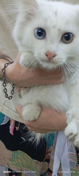 Котята в добрые ручки