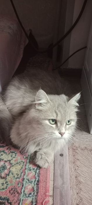 Отдам кошку в хорошие руки