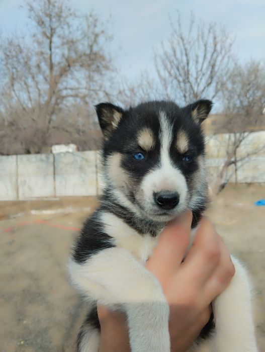 Щенки Сибирской хаски