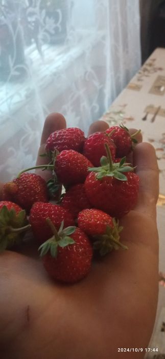 Продаю клубнику ремонтантные сорта