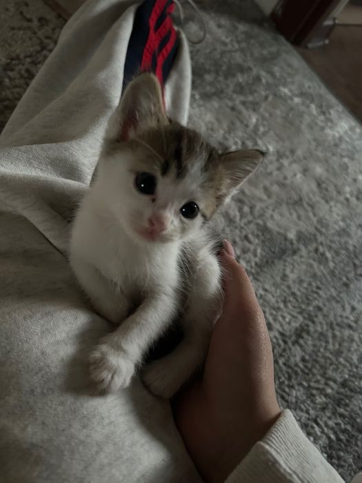 Котята в хорошие руки