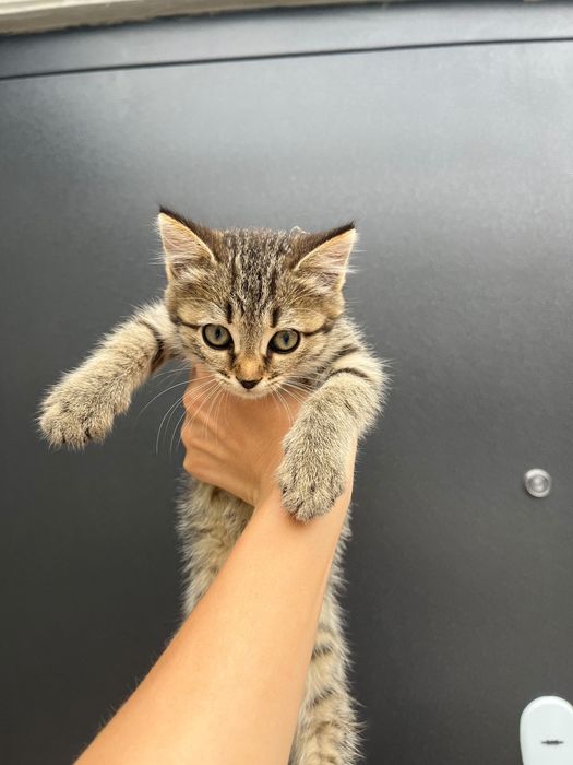 Котята бесплатно