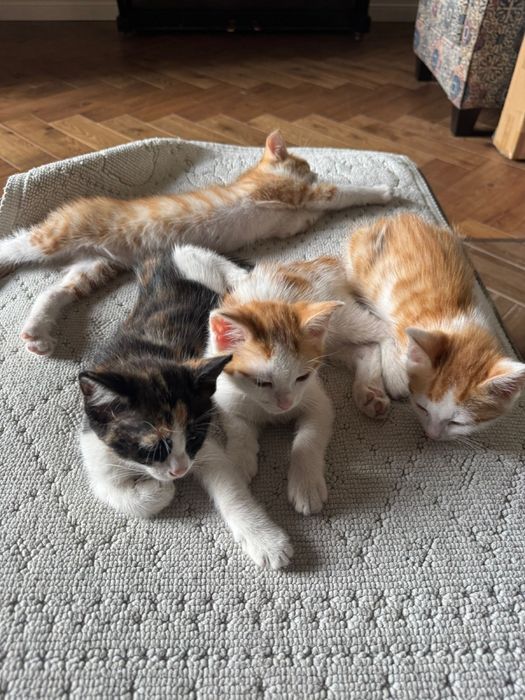 Отдам котяк в хорошие руки