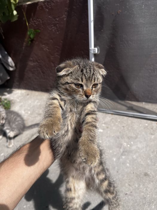 Котята вислоухие