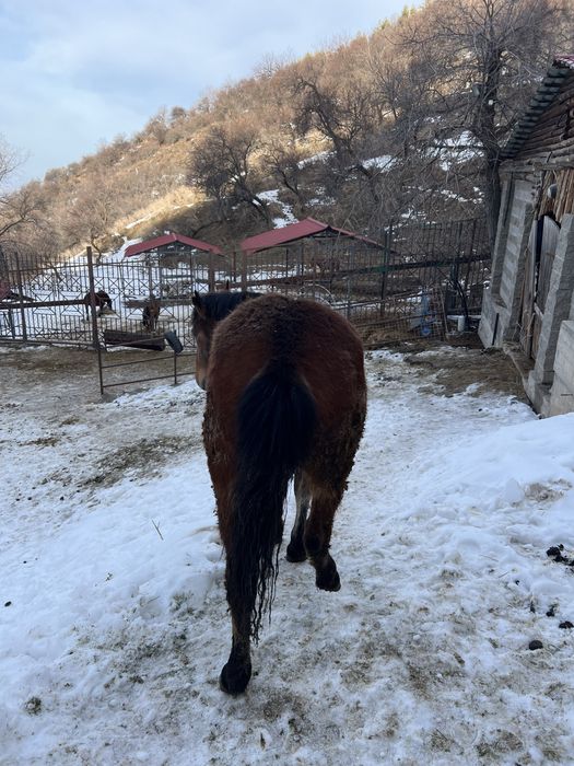 Семіз полутяж байтал