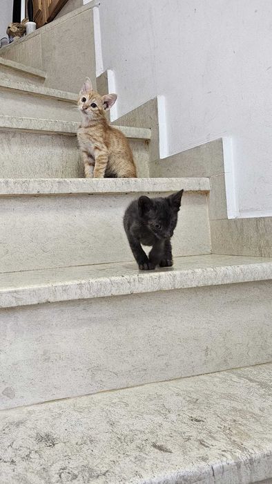 Подарявам малки котета