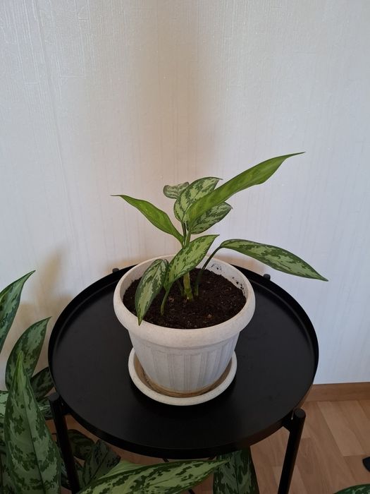 Цветы в горшках, аглаонема