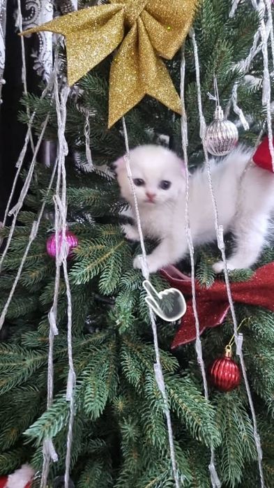 Продаю шиншилу девочка очень милая красивая