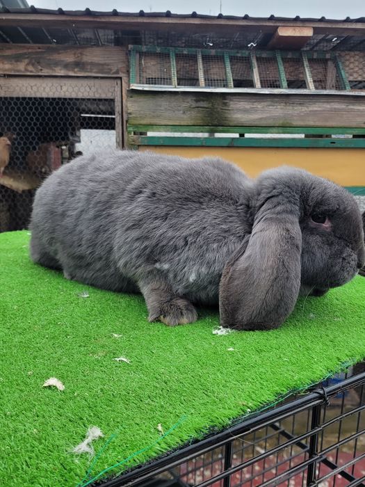 Iepuri Berbec German