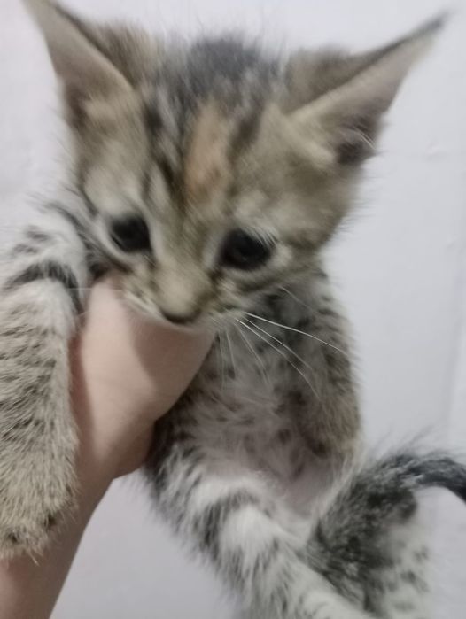 Кошечки. Кошечки
