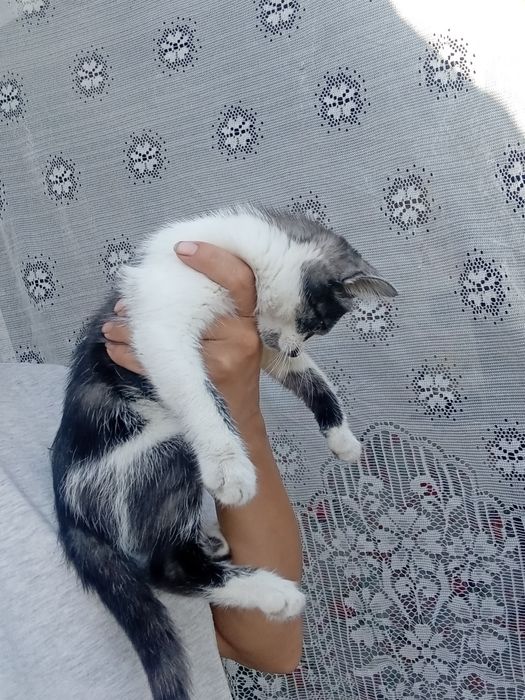 Срочно котята ищут дом