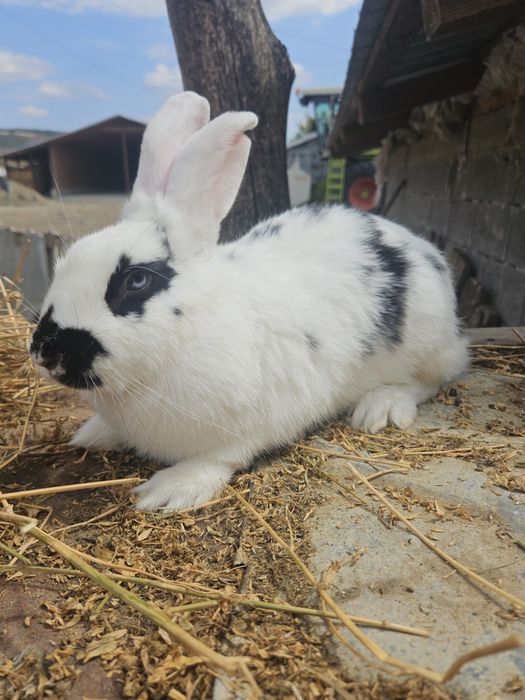 Vând 3 iepuri sănătoși - 2 femele si 1 mascul, de la 50lei/buc