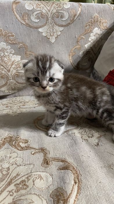 Скоттиш фолды и страйт