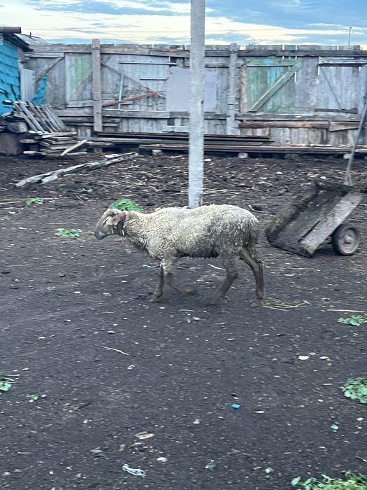 Продам токты 6 месяц