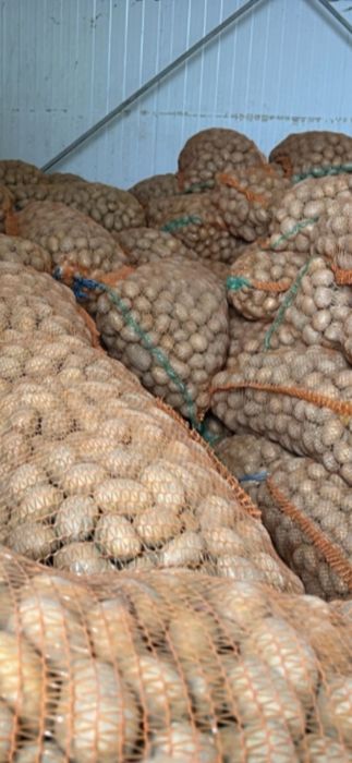 Cartofi de sămânță Fagaraș pret 1.50 lei