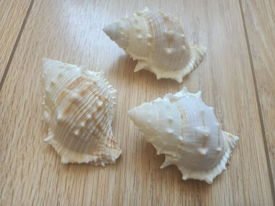 Ракушки от 1500 до 9000